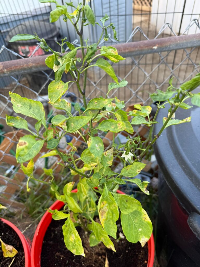 Help identify disease and if treatable?