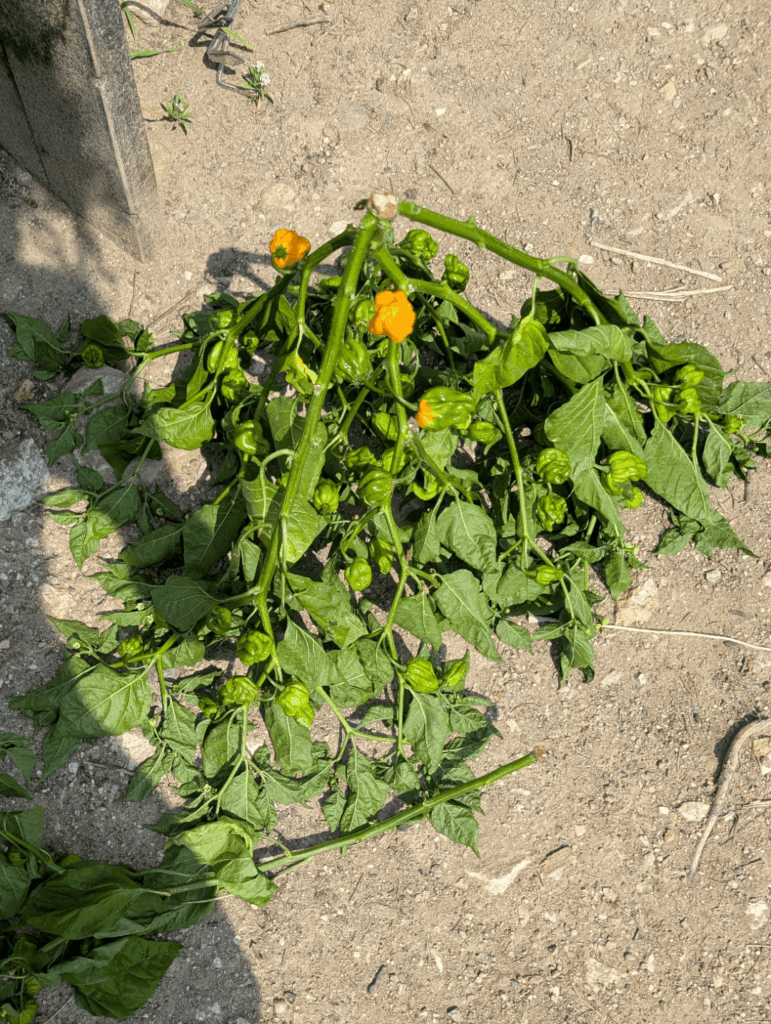 So this happened. I am crying So this happened. I am crying