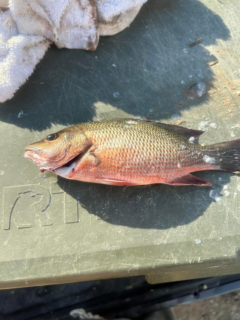 Personally caught Mangrove Snapper en Papillote