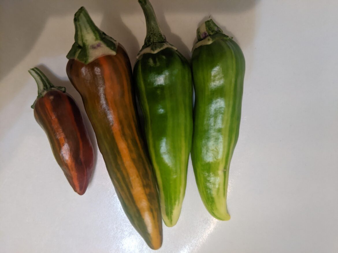 red and green fish peppers (variegated)