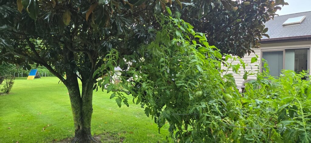 My tomatoes are... involved... with my Magnolia tree