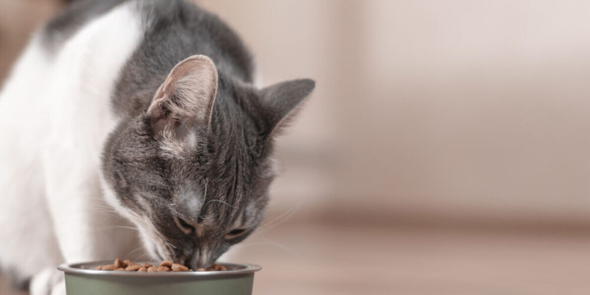 Can I bring prescription pet food into France?