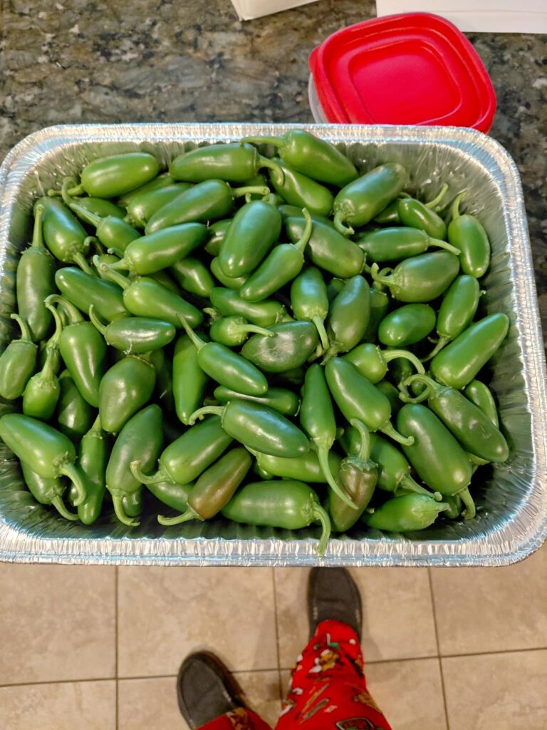 not big but all jalapenos from one plant