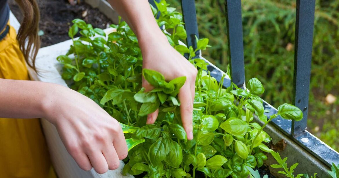 Freshly herbs can be enjoyed ‘year round’ when frozen with 1 item Freshly herbs can be enjoyed 'year round' when frozen with 1 item