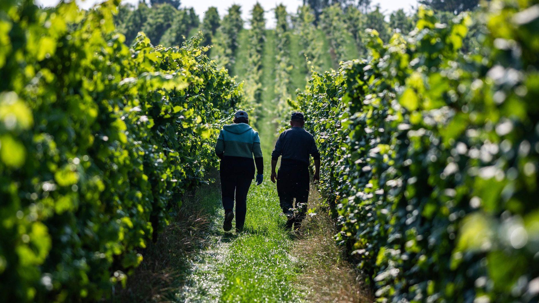Warmer climate boosts north German vineyards, for now