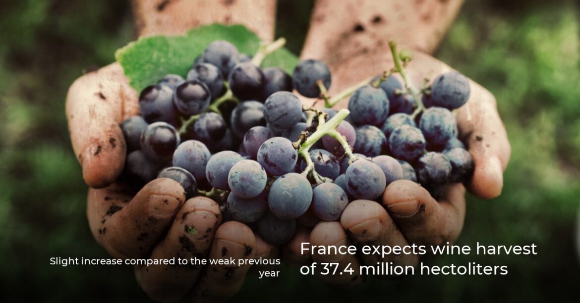 France expects wine harvest of 37.4 million hectoliters France expects wine harvest of 37.4 million hectoliters