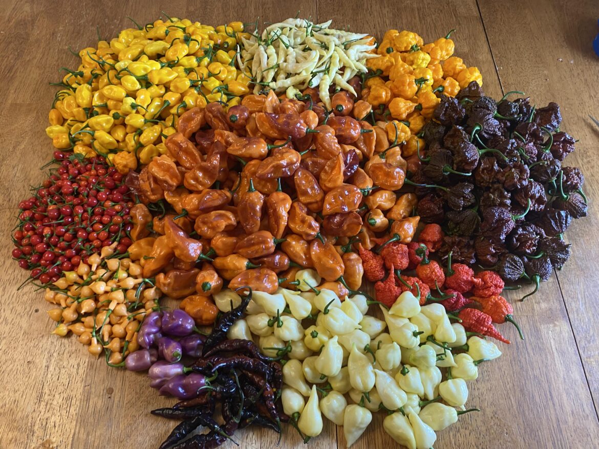 My kind of fall colors