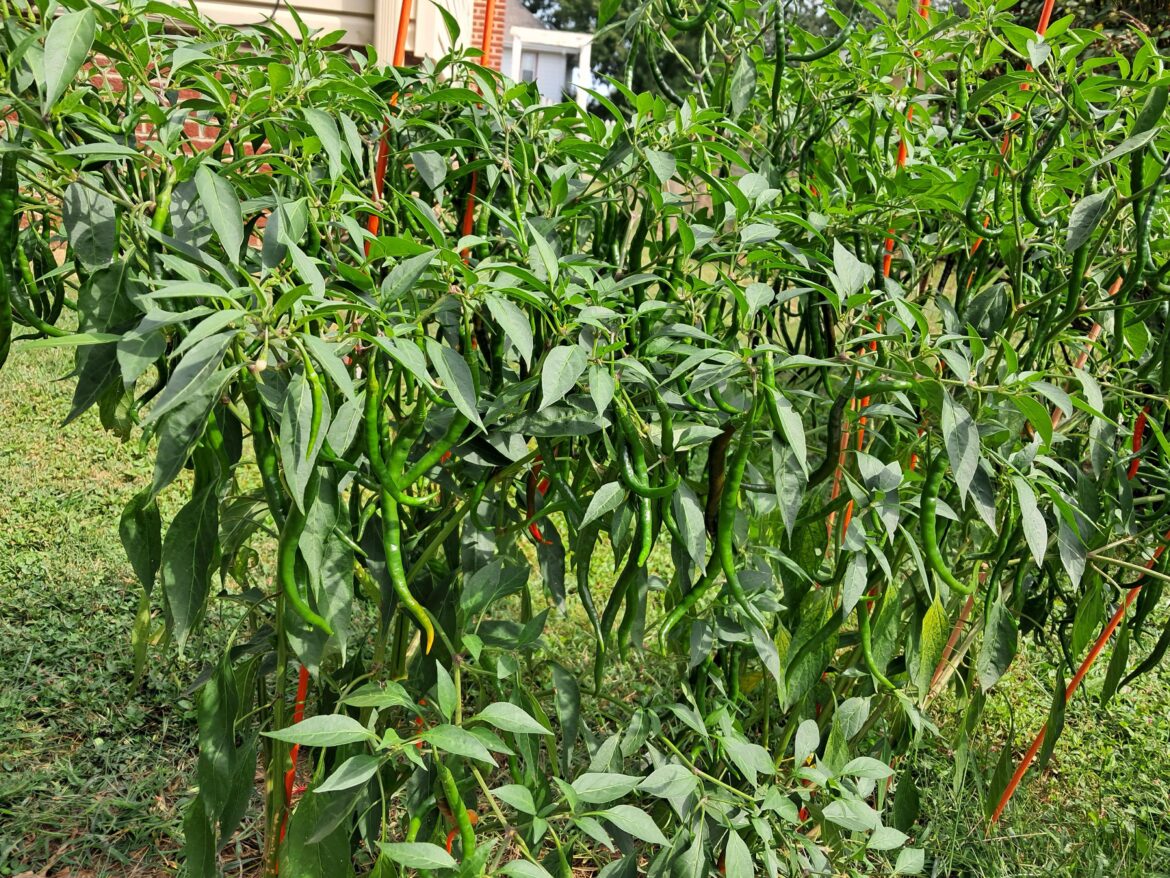 My Cayenne are still doing great.