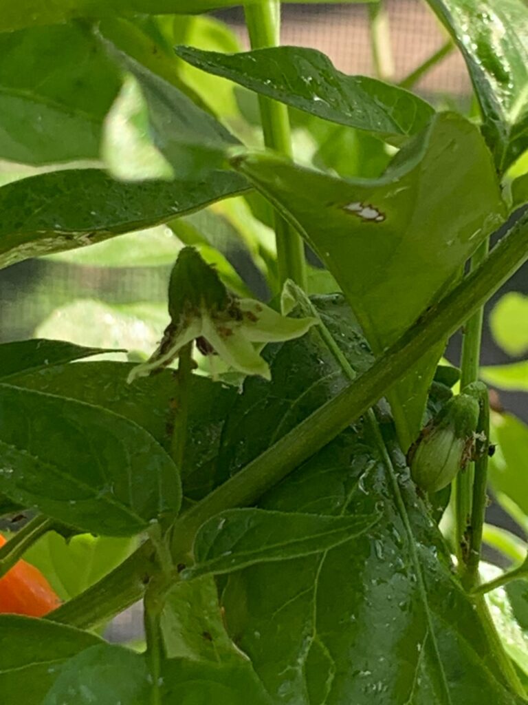 What insect is on my peppers?