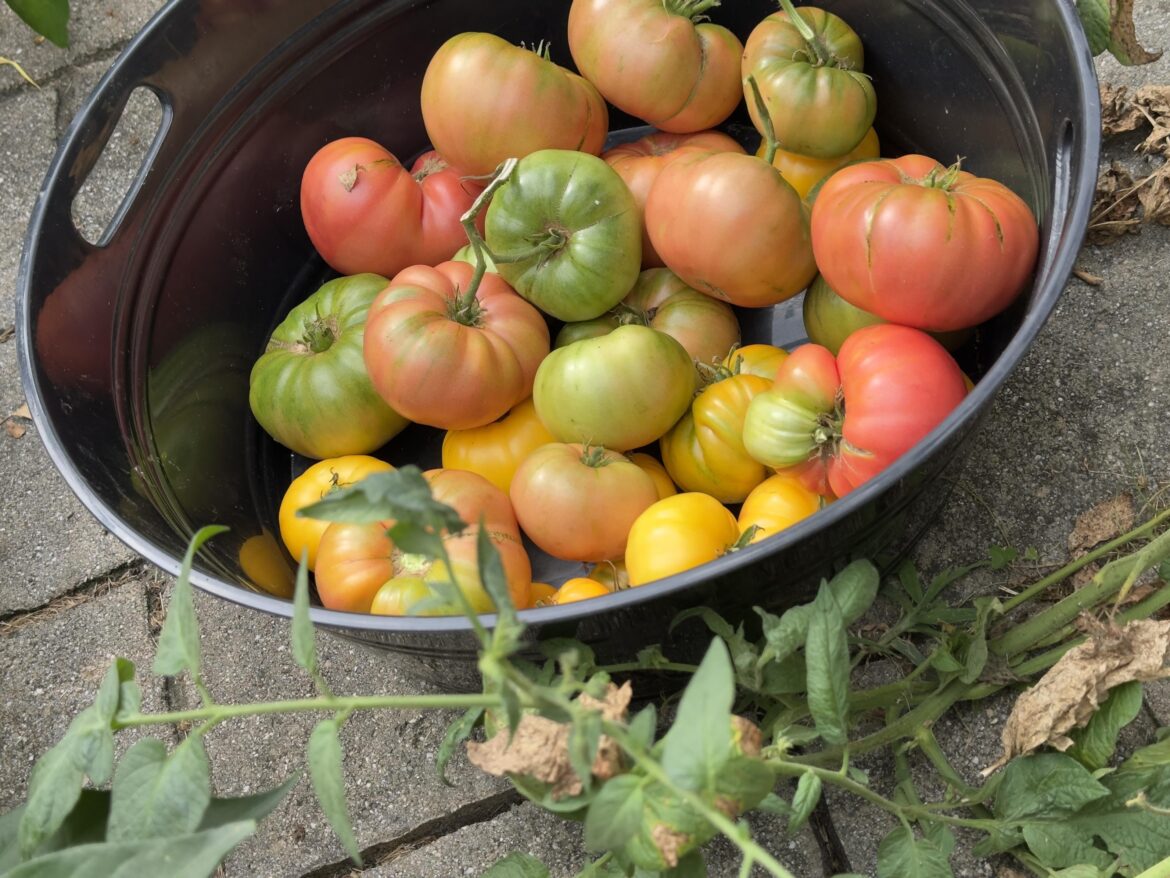 Still harvesting Heirlooms