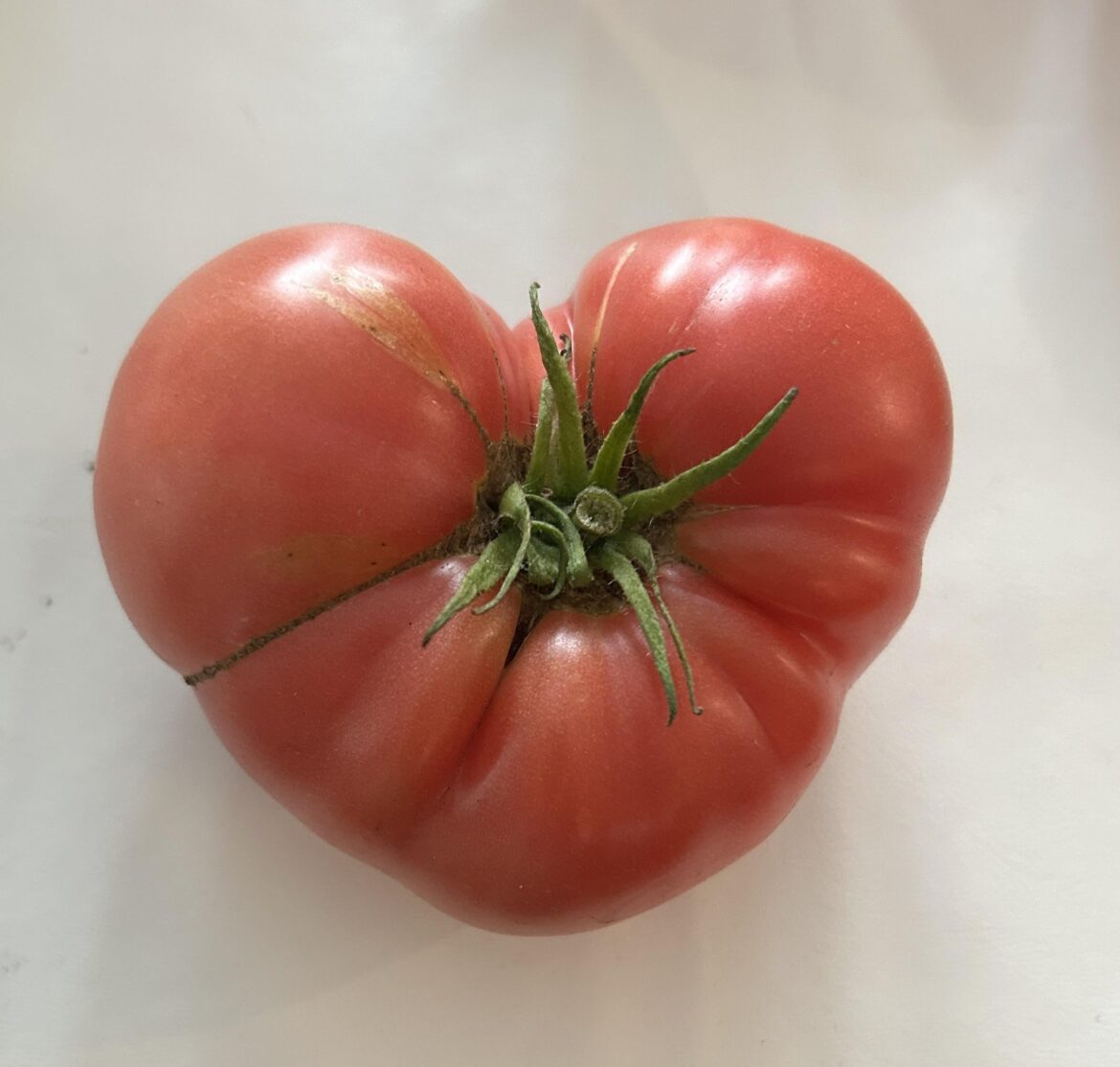 Tomato love