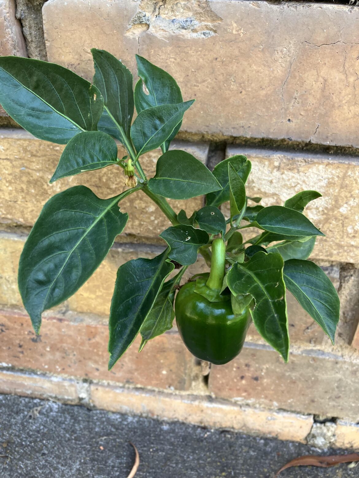 Brick chilli