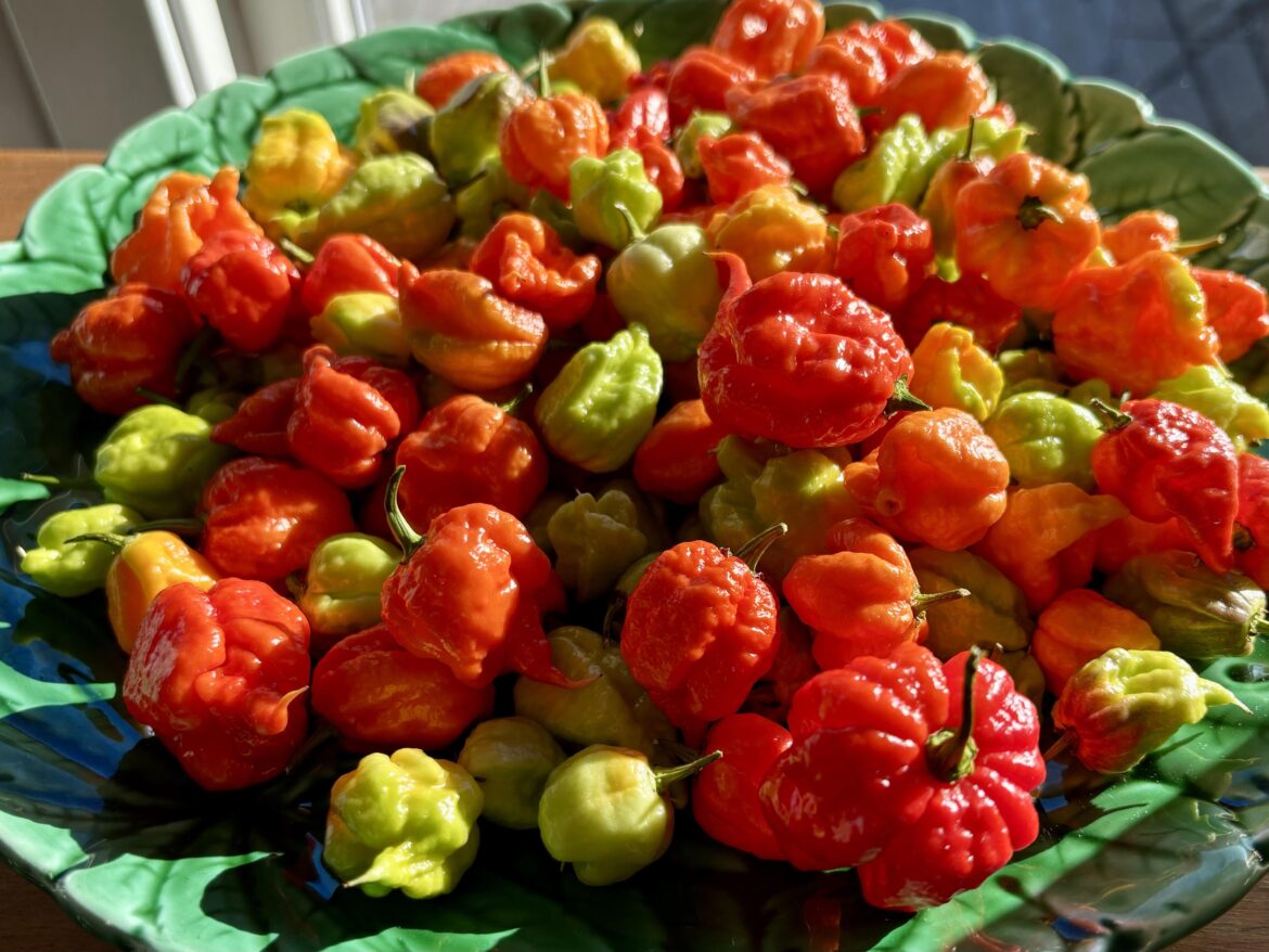 This year’s batch of Carolina Reapers