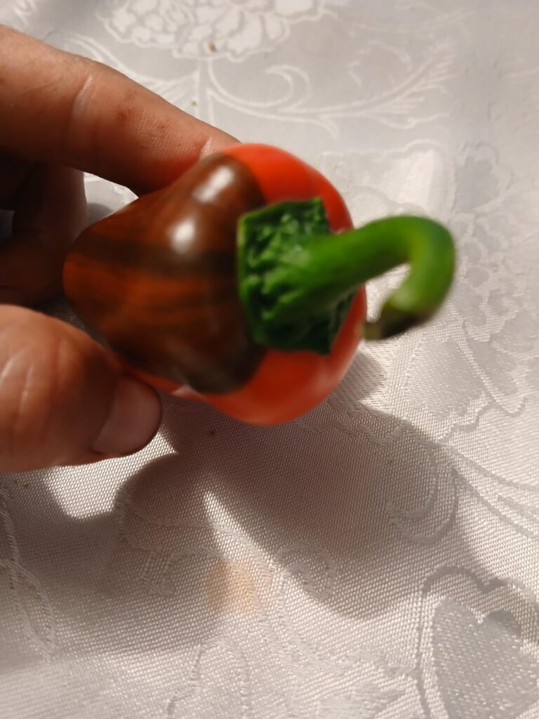Mutant pepper question Mutant pepper question
