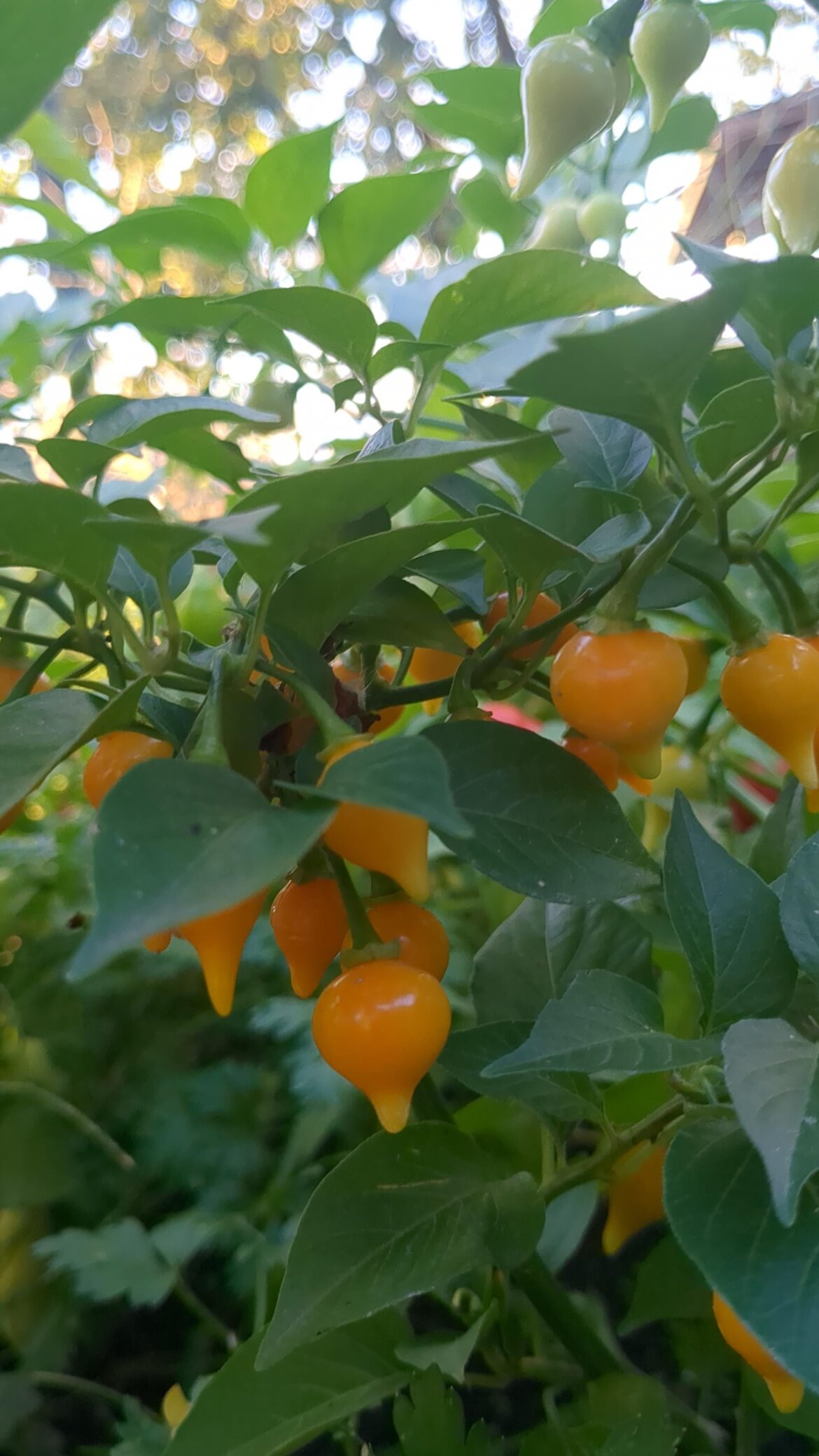 aji charapita not spicy!