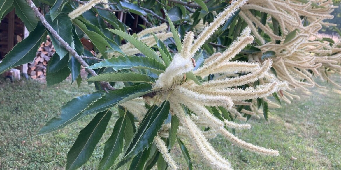 Discover the Unique French Le Bourru Wine: A Seasonal Delight Discover the Unique French Le Bourru Wine: A Seasonal Delight
