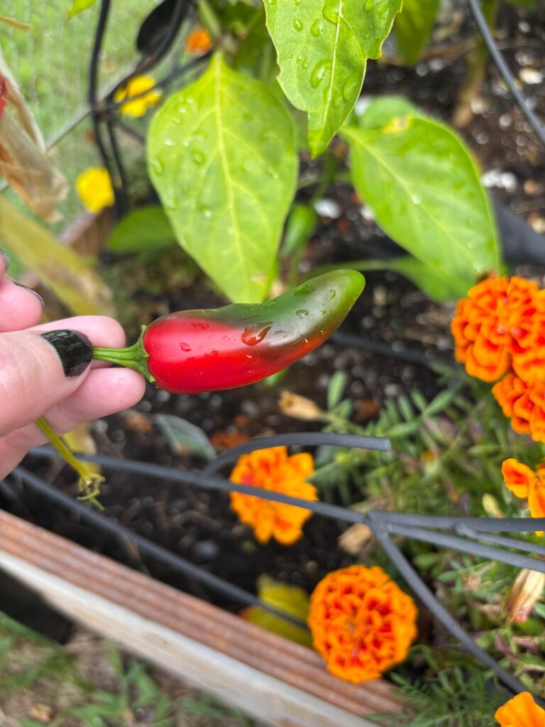 Why are jalapeños turning red/mottled?