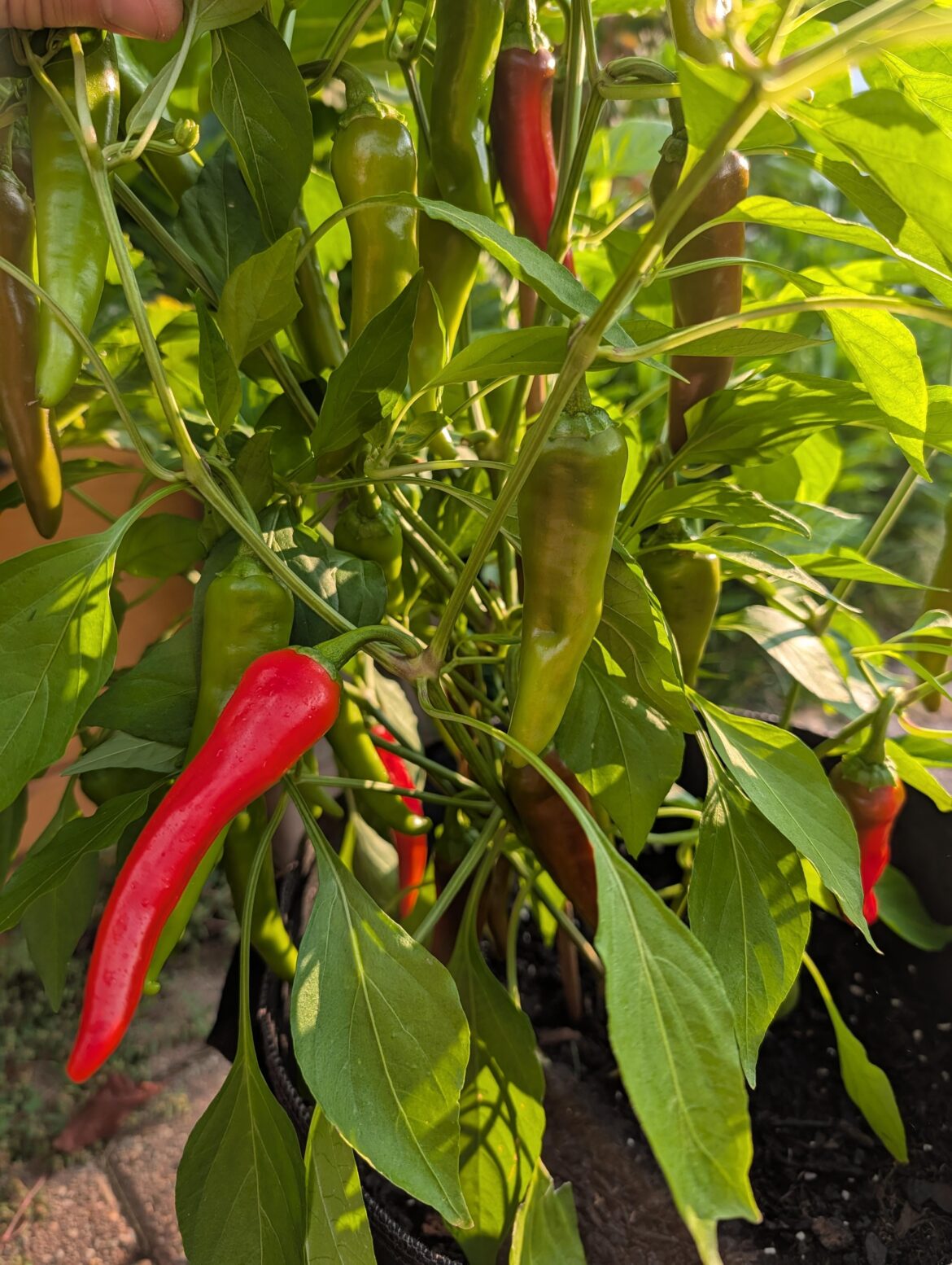 Cayennes are so pretty