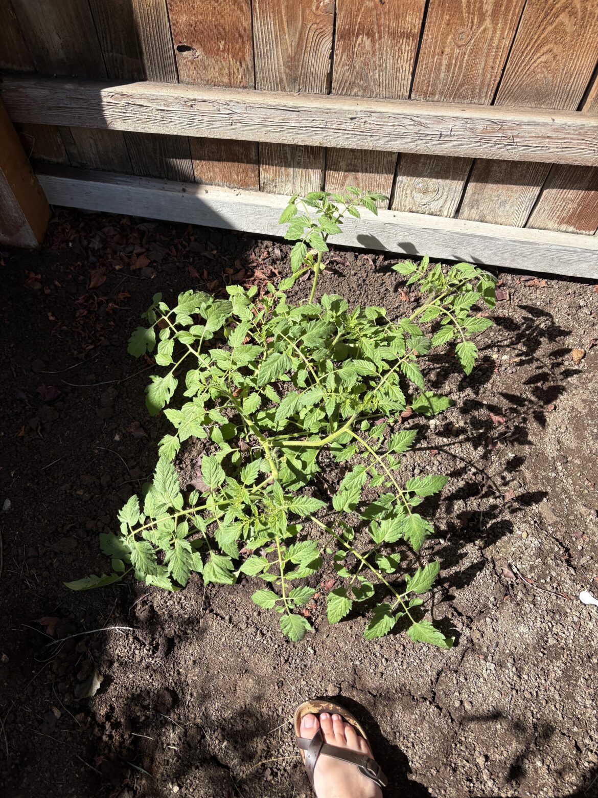 Unplanned tomato plant
