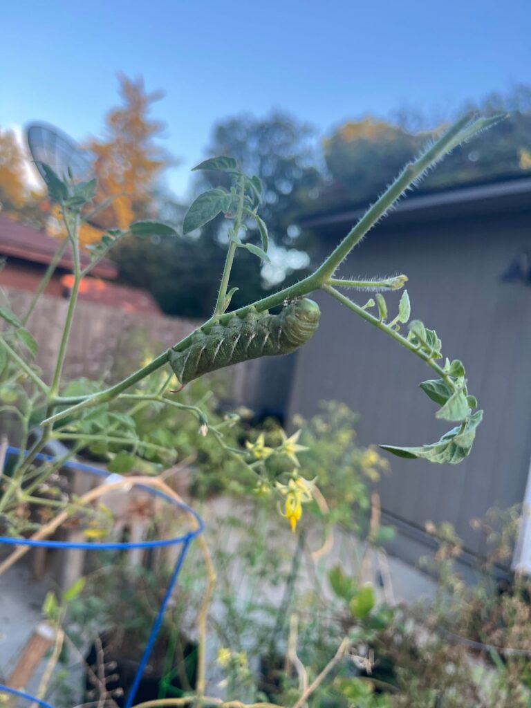 I found the culprit! Tips for plucking them off?