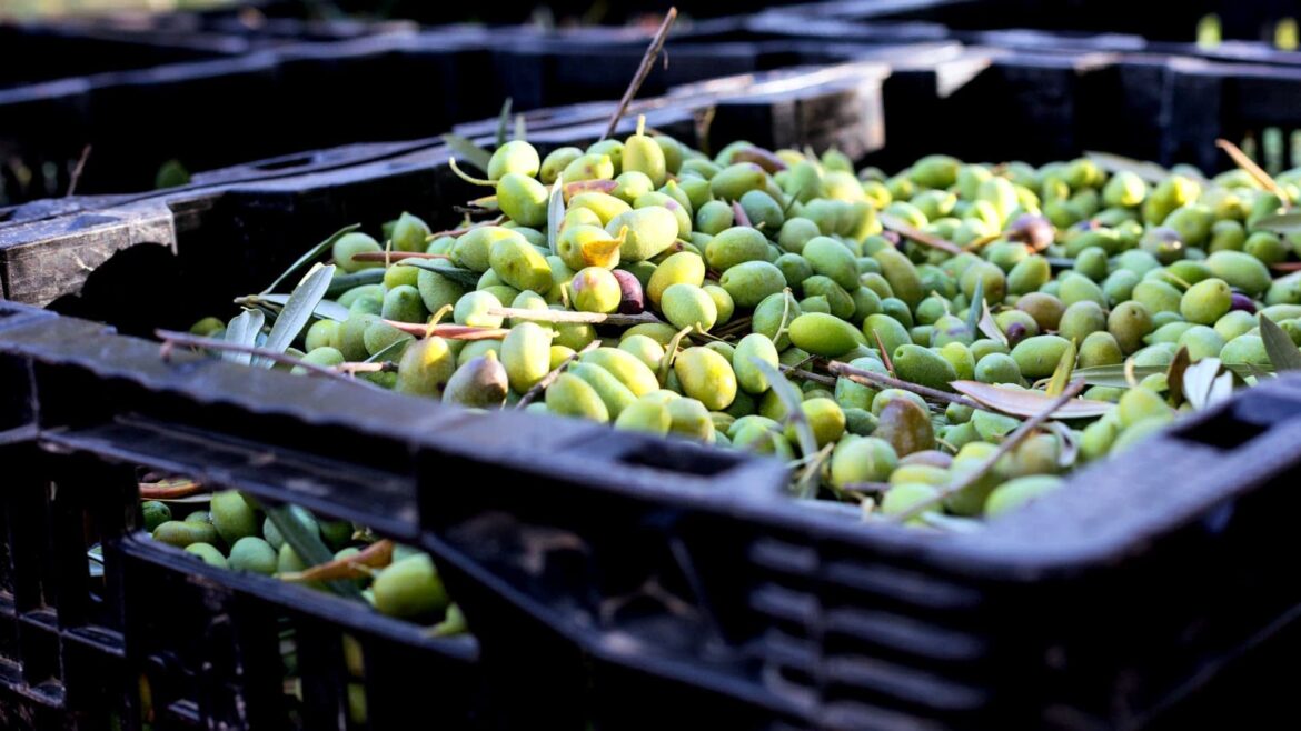 Olive Oil Exports from Spain Reach Record High, Defying Production Hurdles