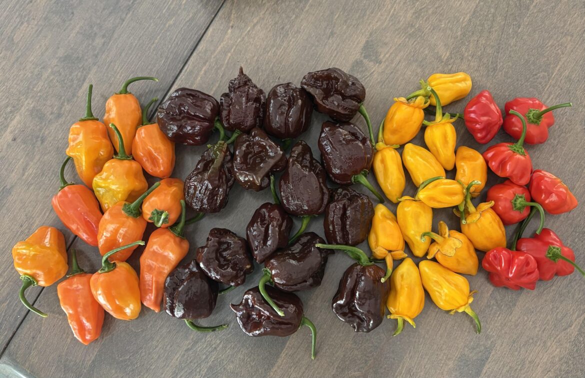 Today’s harvest Central Maine