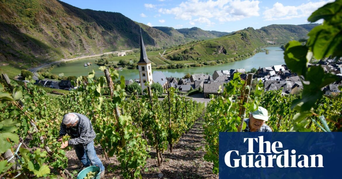 Here comes summer: reasons to love riesling | Wine