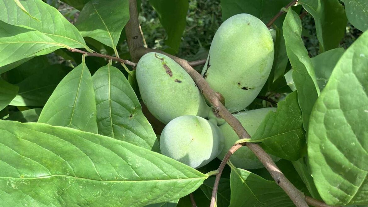 How to cook eat grow Indiana banana pawpaw native tree fruit recipes