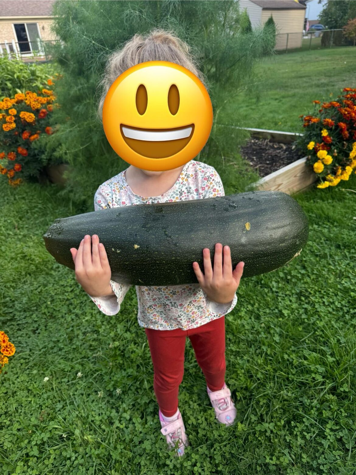 Grew a zucchini nearly as large as my 4 yo daughter!!