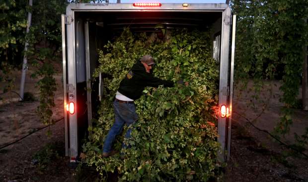 Joe Tollini of Alexander Valley Hops packs hop bines into...