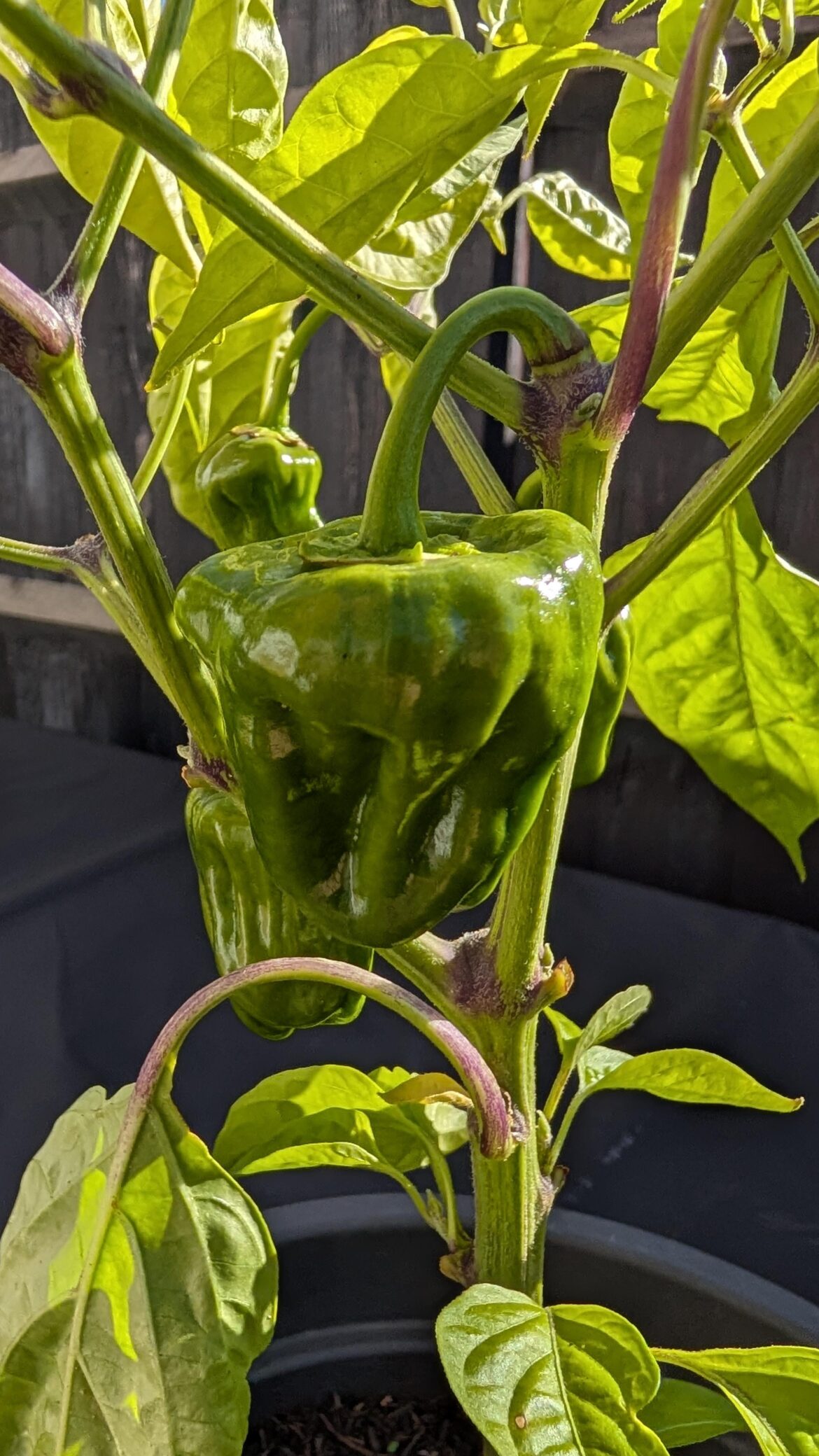 My Scotch Bonnets haven't ripened in about two months, should I just pick them?