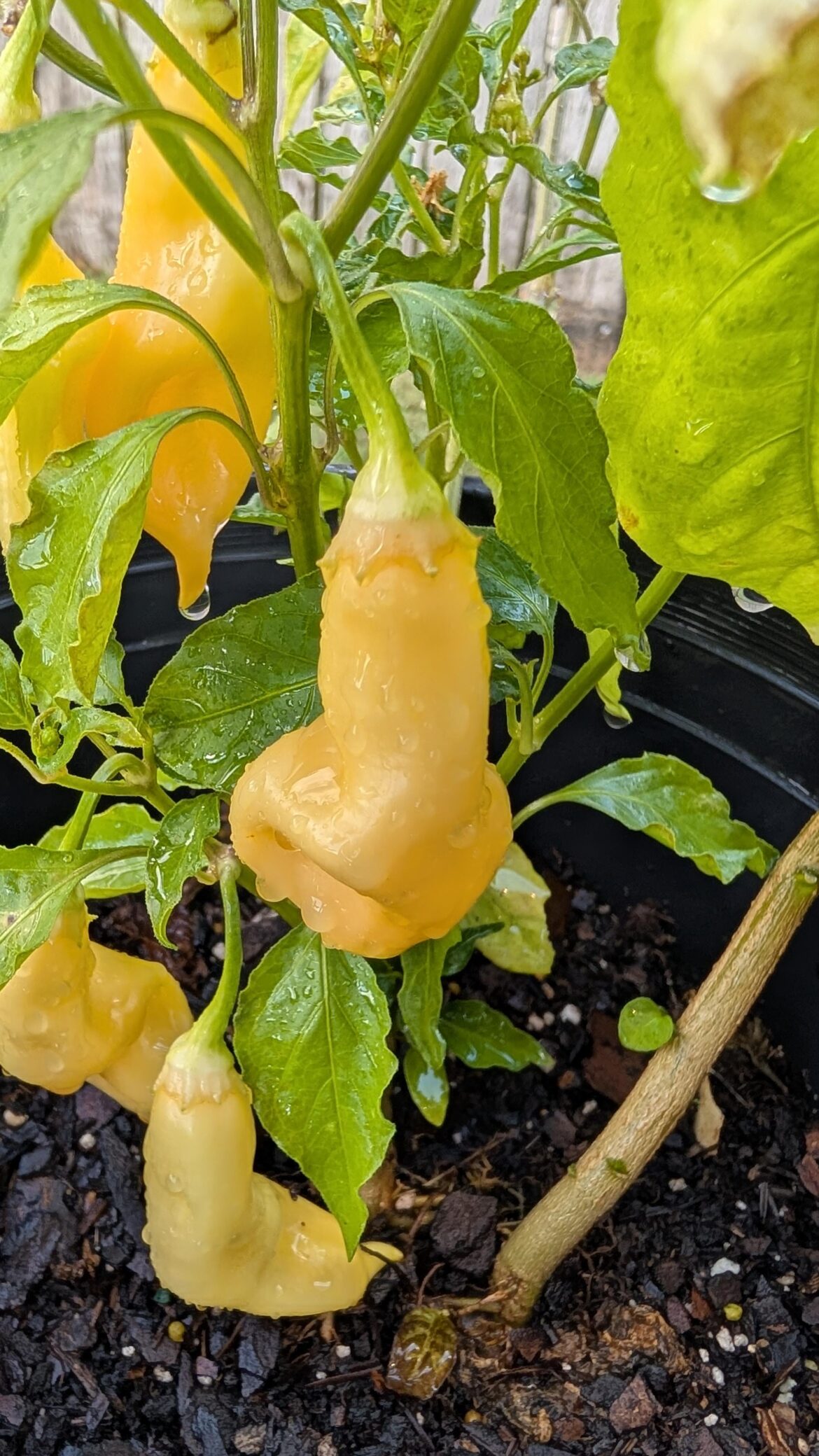 Any idea what peppers these are?