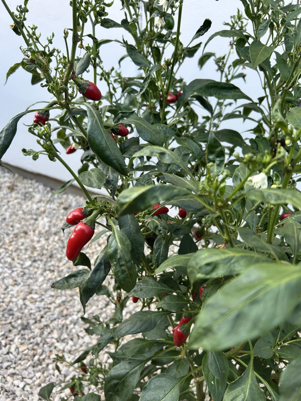 Plant Identification Plant Identification