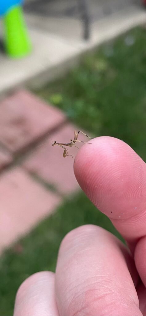 Best Pepper Protectors! Best Pepper Protectors!