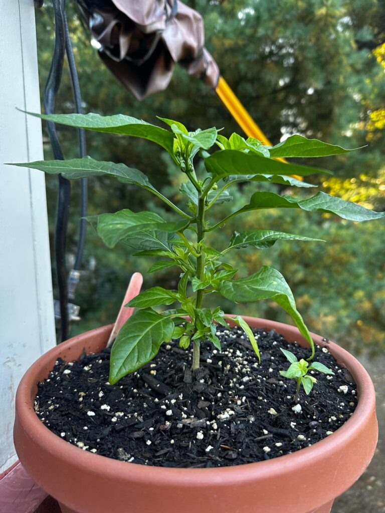 Habanero From Store Bought Pepper Seeds Habanero From Store Bought Pepper Seeds
