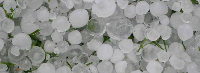 Hailstones – some as big as golf balls – lie in a vineyard.