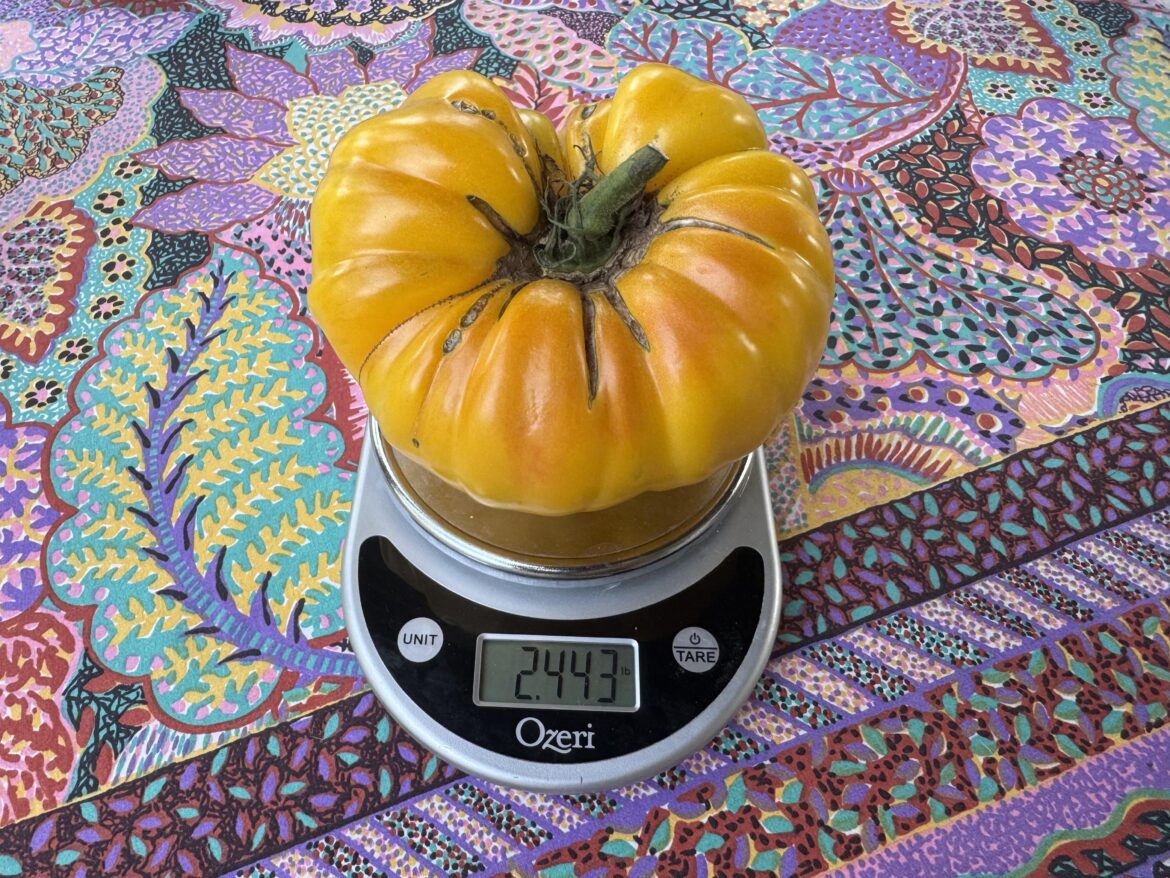 Staving off depression, one giant pineapple tomato plant at a time.