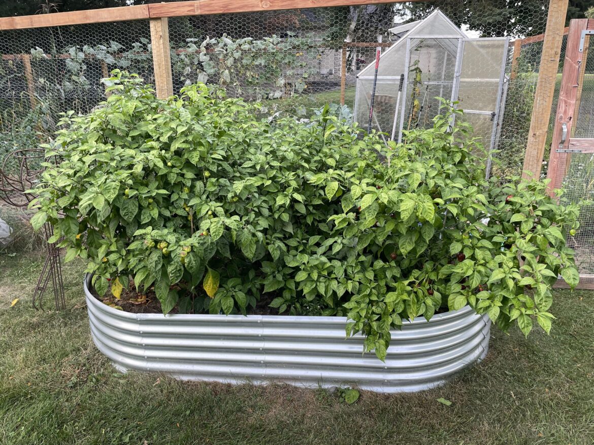 Planted my peppers too close together and they have merged into one giant bush.