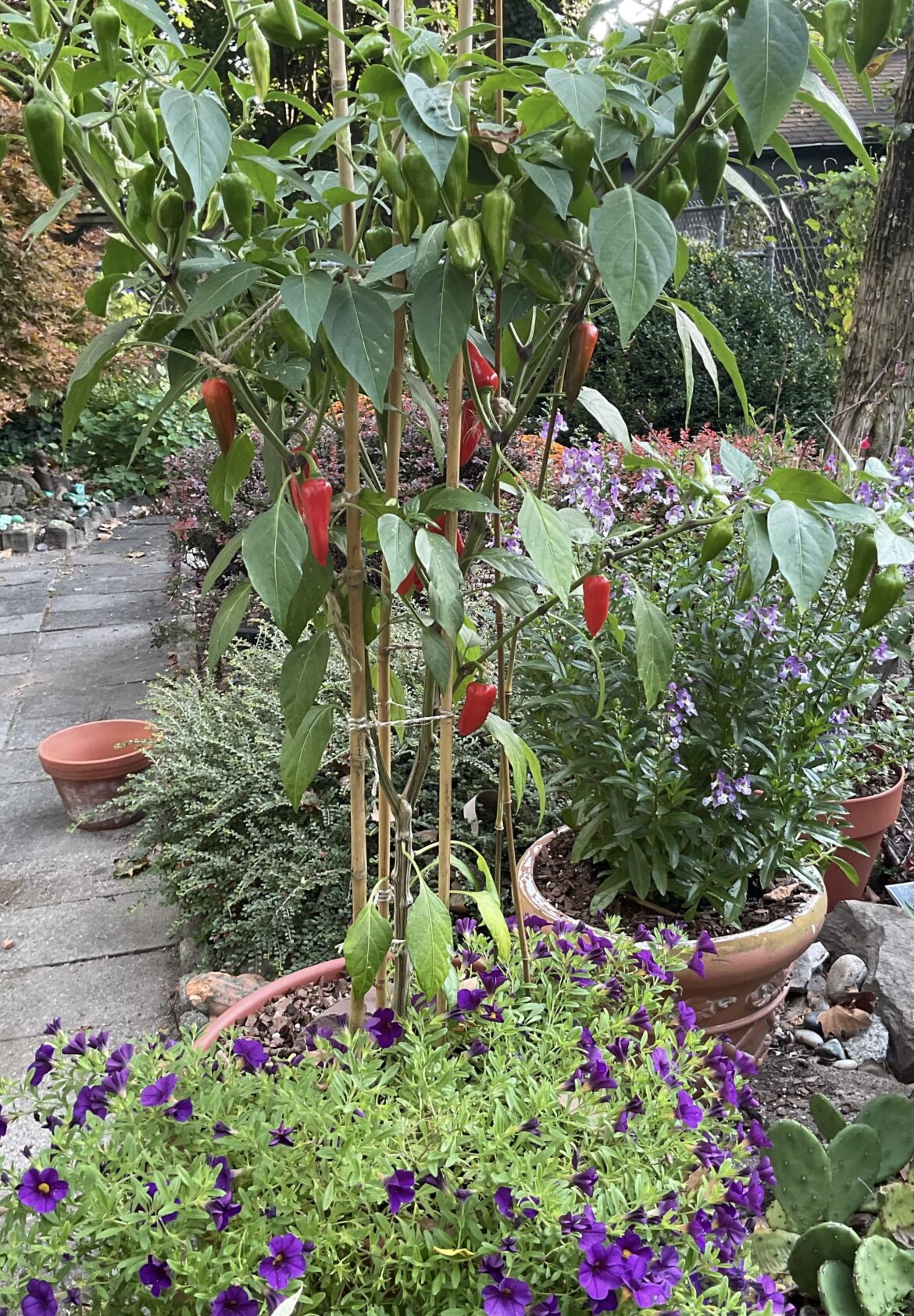 Fish peppers starting to ripen