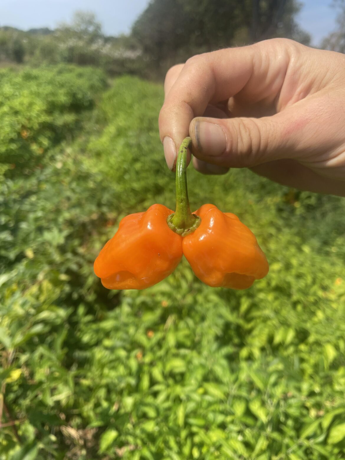 Double Habanero!