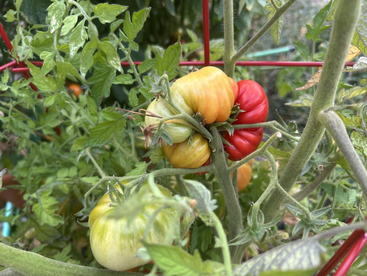 tfw you get one of those tomatoes