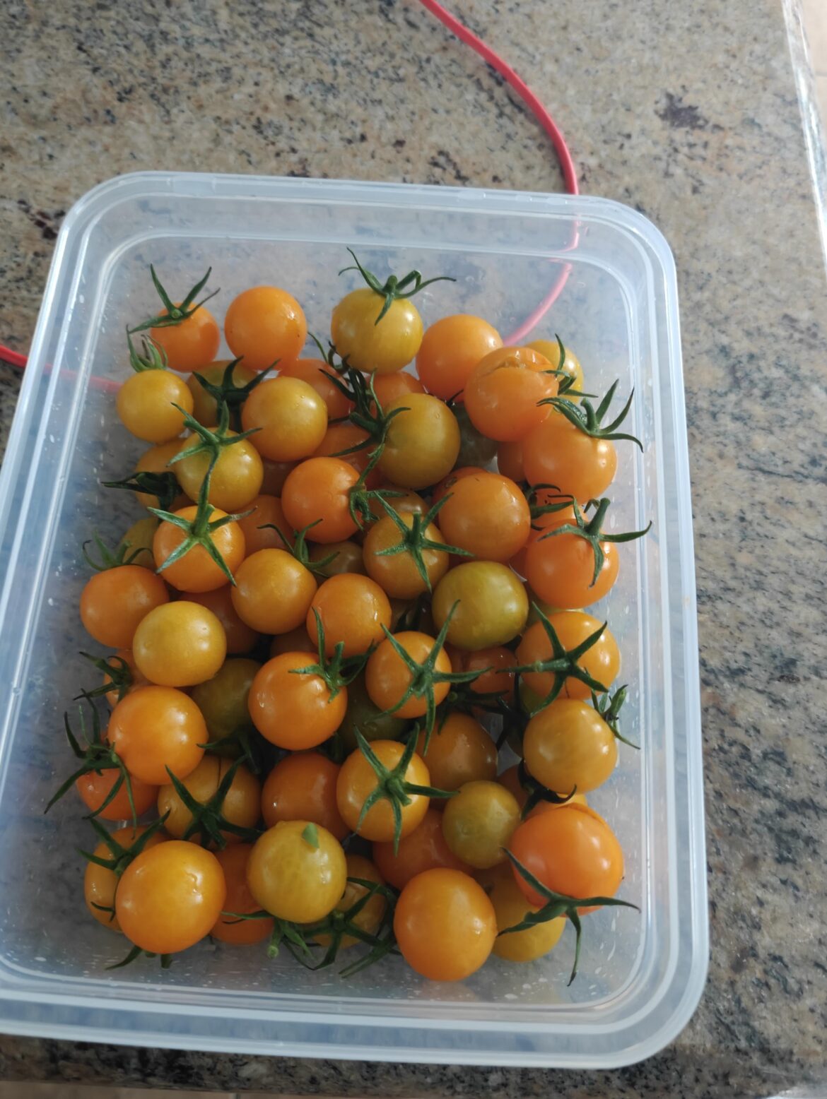 Way too many yellow cherry tomatoes.