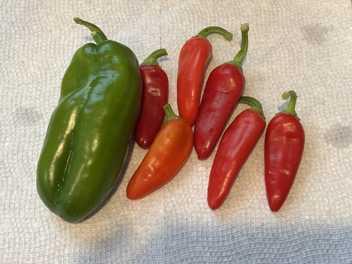 I planted what I thought was bell peppers… Reds are spicy 🥵