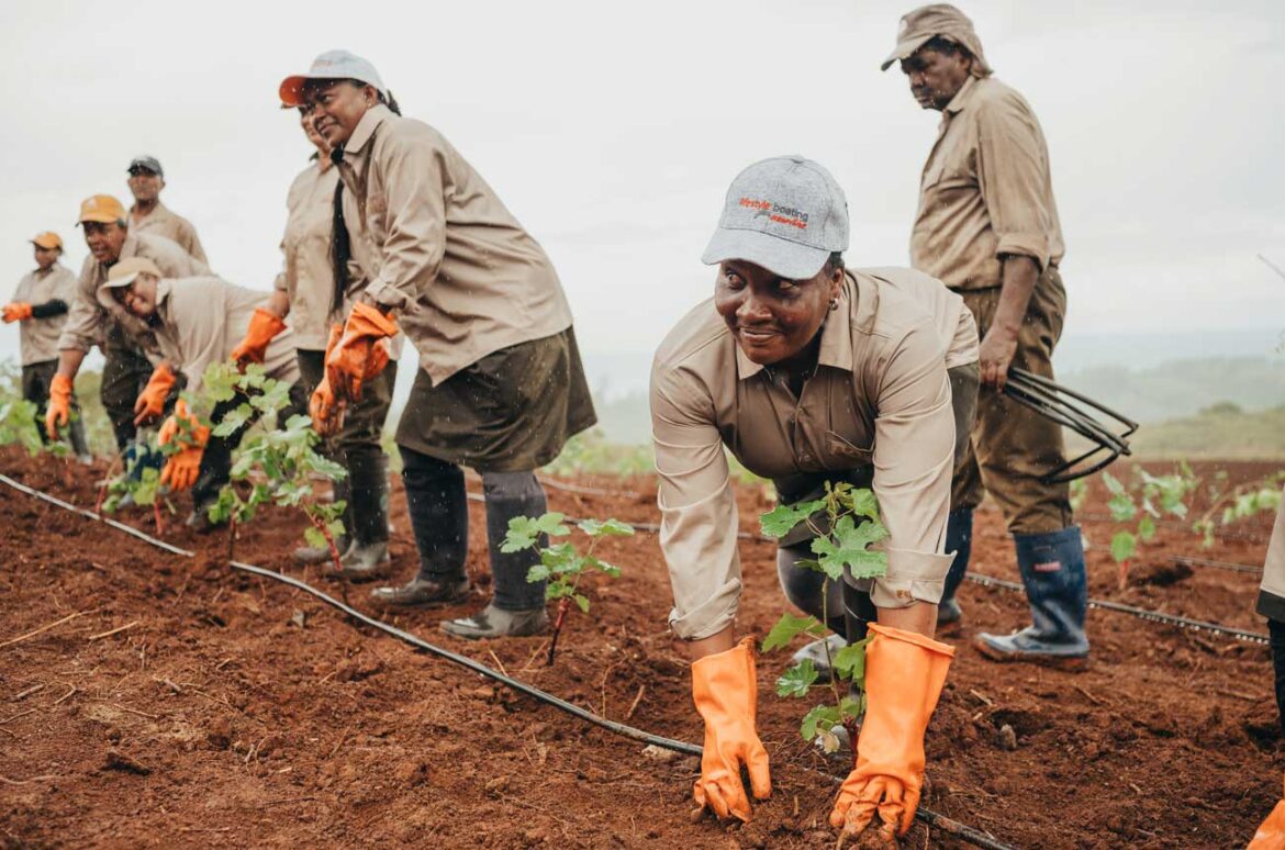French vines in MauritiusFrench vines planted in Mauritius French vines in MauritiusFrench vines planted in Mauritius