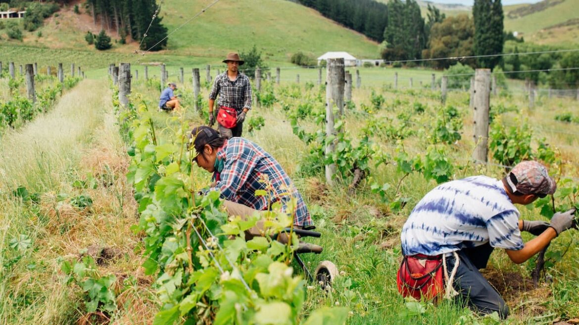 Underground Resistance: How NZ’s Winegrowers Are Turning Challenge Into Opportunity