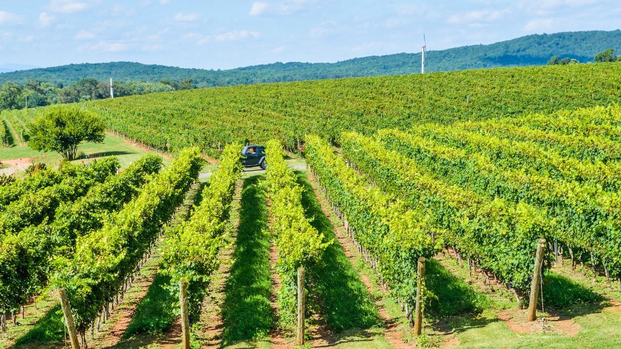 Autumn vineyard hills during summer in Virginia with green landscape