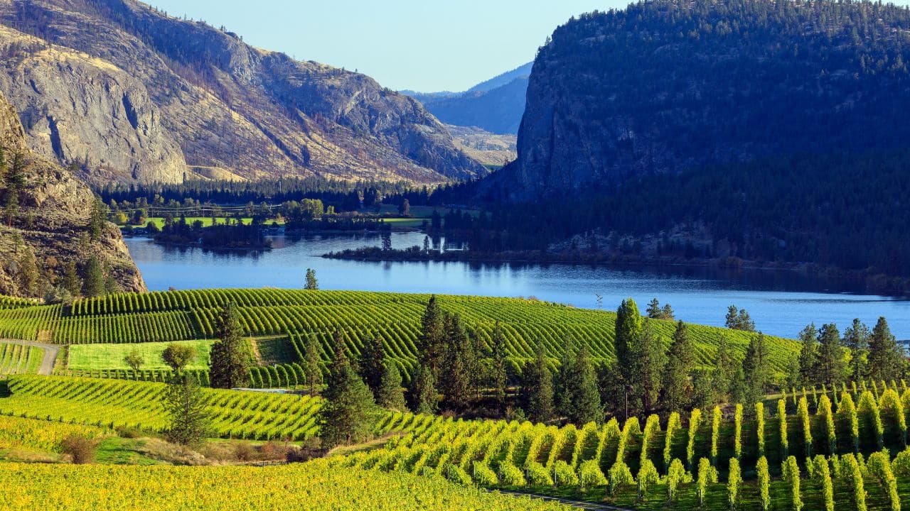 View of Blue Mountain Vineyard with McIntyre Bluff and Vaseux Lake in the background located in the Okanagan Valley in Okanagan Falls, British Columbia, Canada.