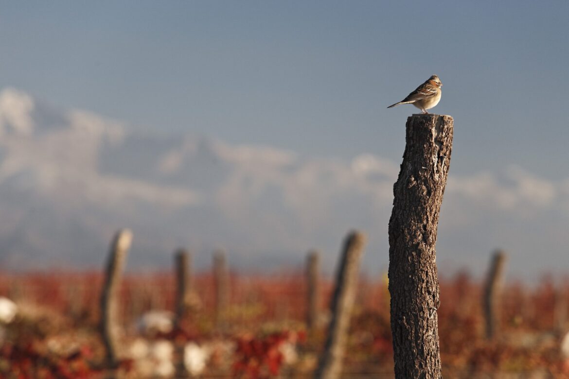How Argentinian wine is securing a sustainable future How Argentinian wine is securing a sustainable future