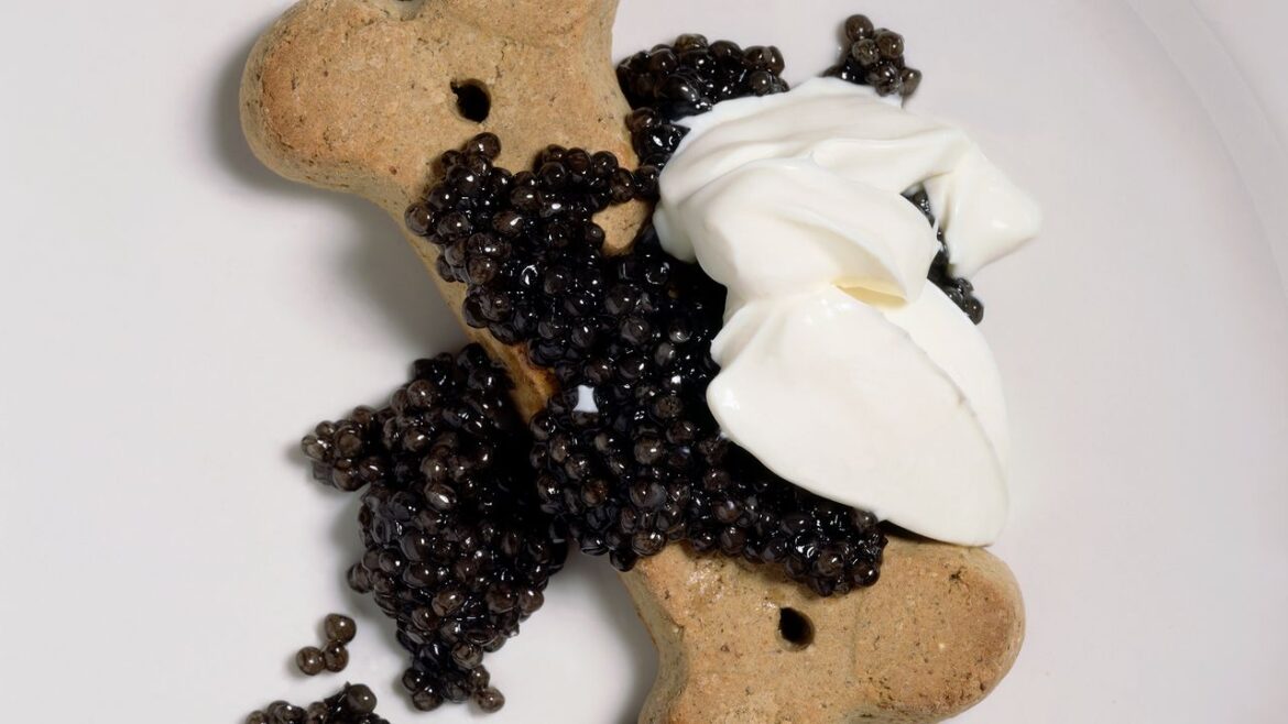 From the Archives: Jeffrey Steingarten on Gourmet Doggy Dining From the Archives: Jeffrey Steingarten on Gourmet Doggy Dining