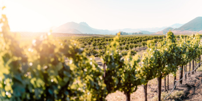 California Wine Month Celebrates 175 Years of Statehood with Global Tourism Spotlight California Wine Month Celebrates 175 Years of Statehood with Global Tourism Spotlight